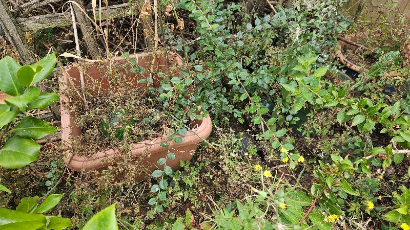 Overgrown garden tom